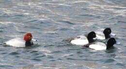 Image of Greater Scaup