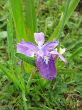 Sivun Iris goniocarpa Baker kuva