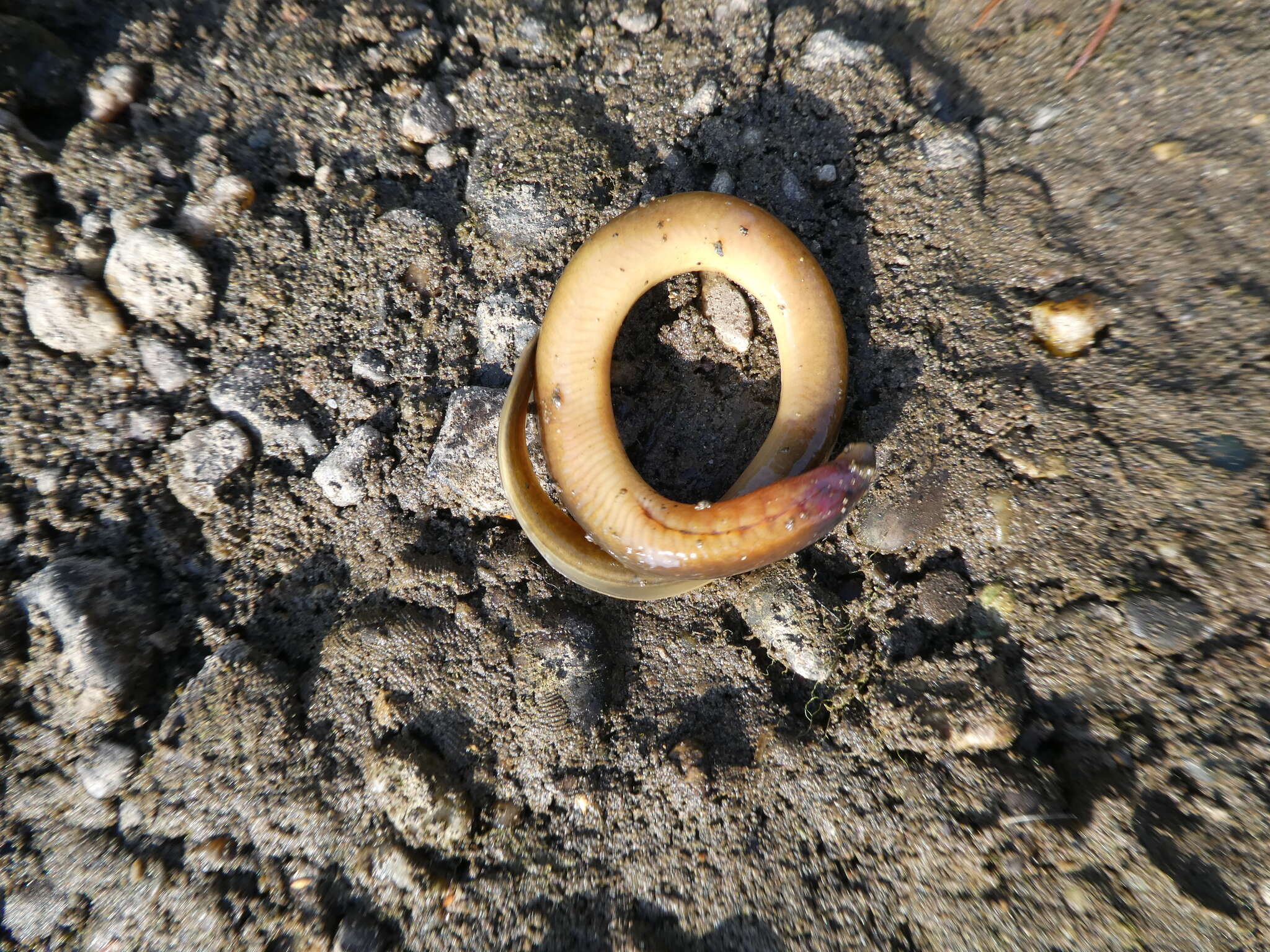 Image of Siberian brook lamprey
