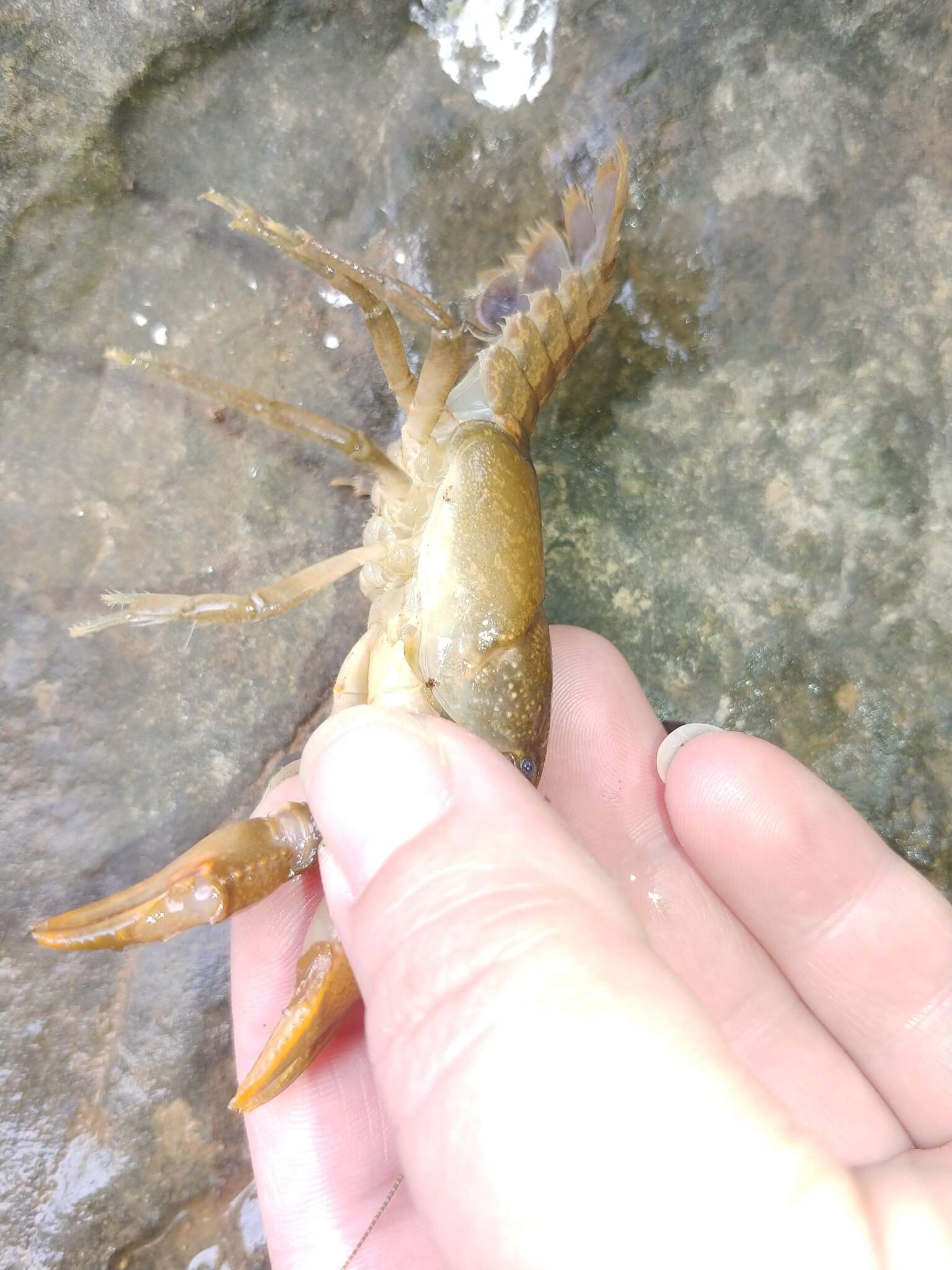 Image of Cambarus striatus Hay 1902