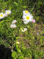 Image of <i>Erigeron <i>strigosus</i></i> var. strigosus