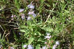 Image of ivyleaf thoroughwort