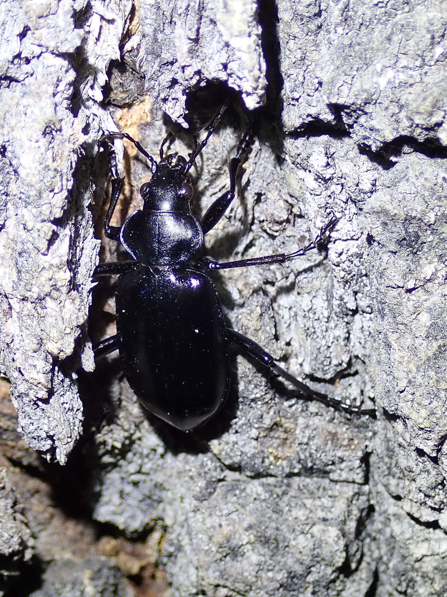 Imagem de Calosoma (Carabosoma) peregrinator Guérin-Méneville 1844