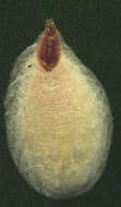 Image of Pseudaulacaspis eugeniae (Maskell 1892)