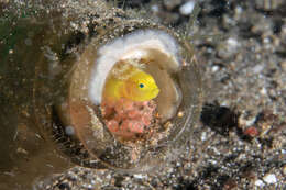 Image of Lubricogobius