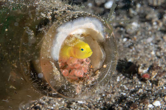 صورة Lubricogobius