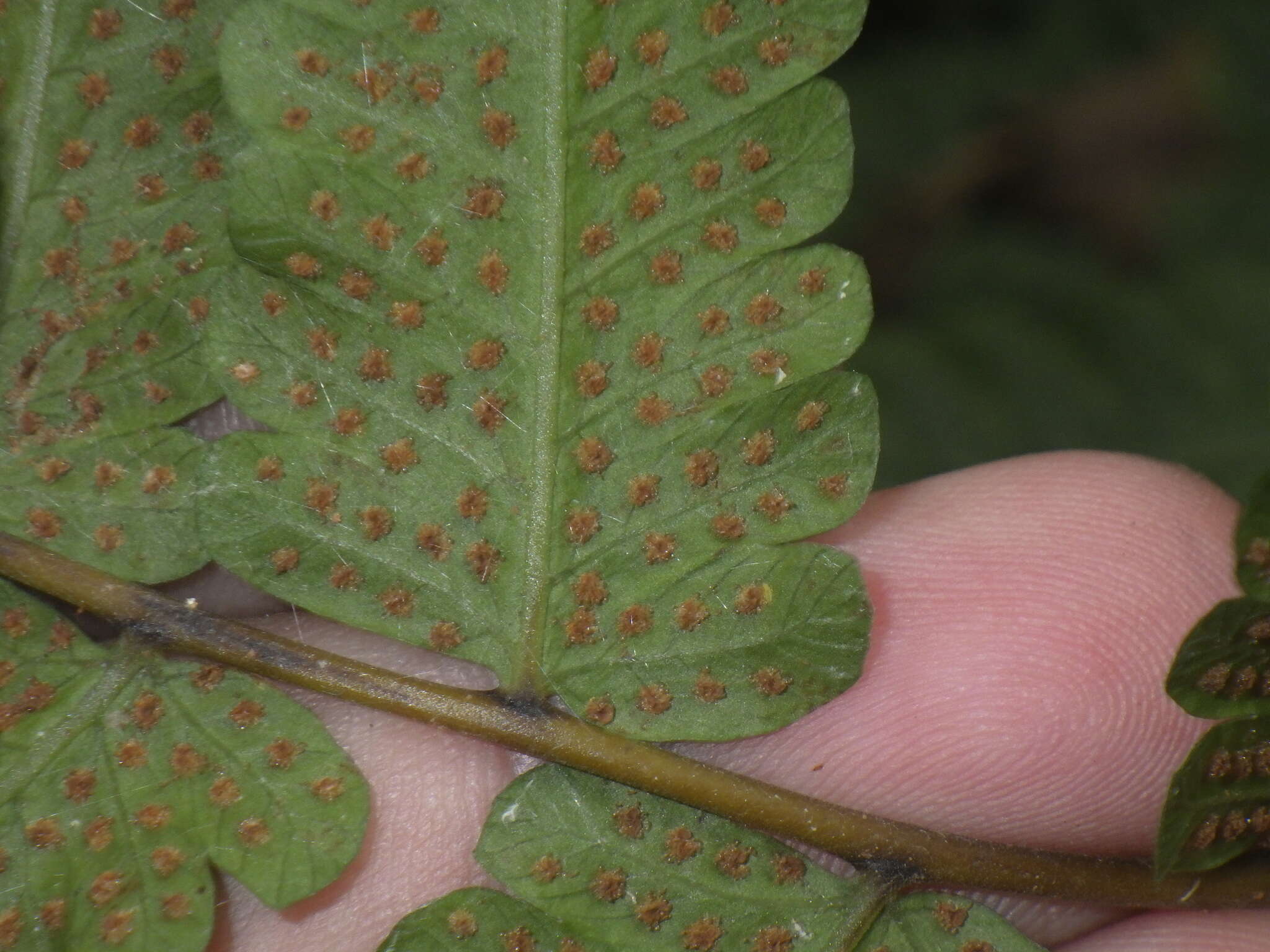 Image of Parasitic Waterfall Fern