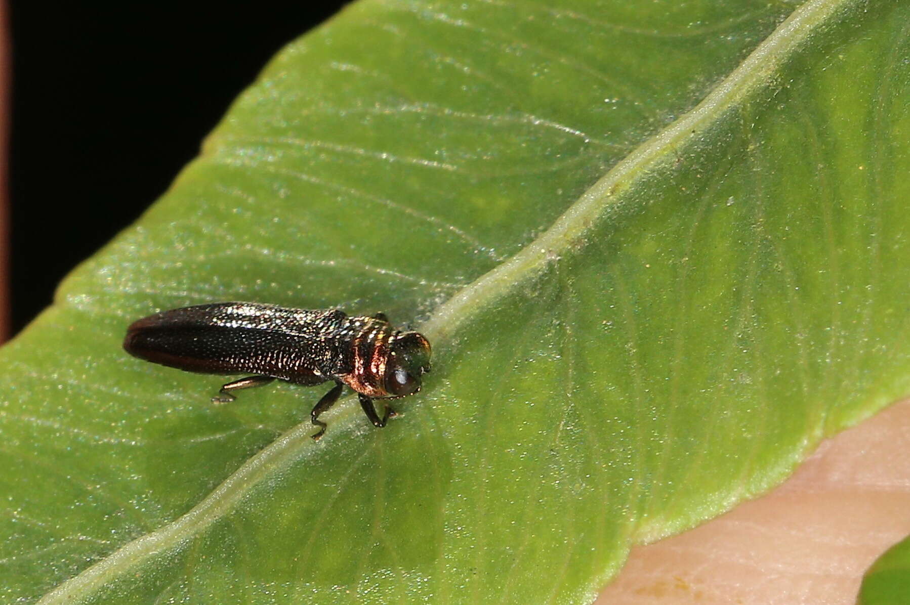 Image of Endelus collaris kerremansi Théry 1927