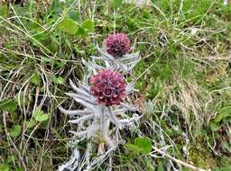 Cynoglossum magellense Ten.的圖片