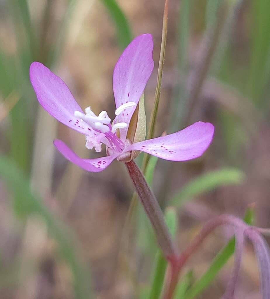 Image of Waltham Creek clarkia