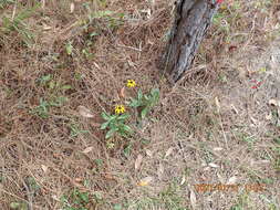 Image of blackeyed Susan