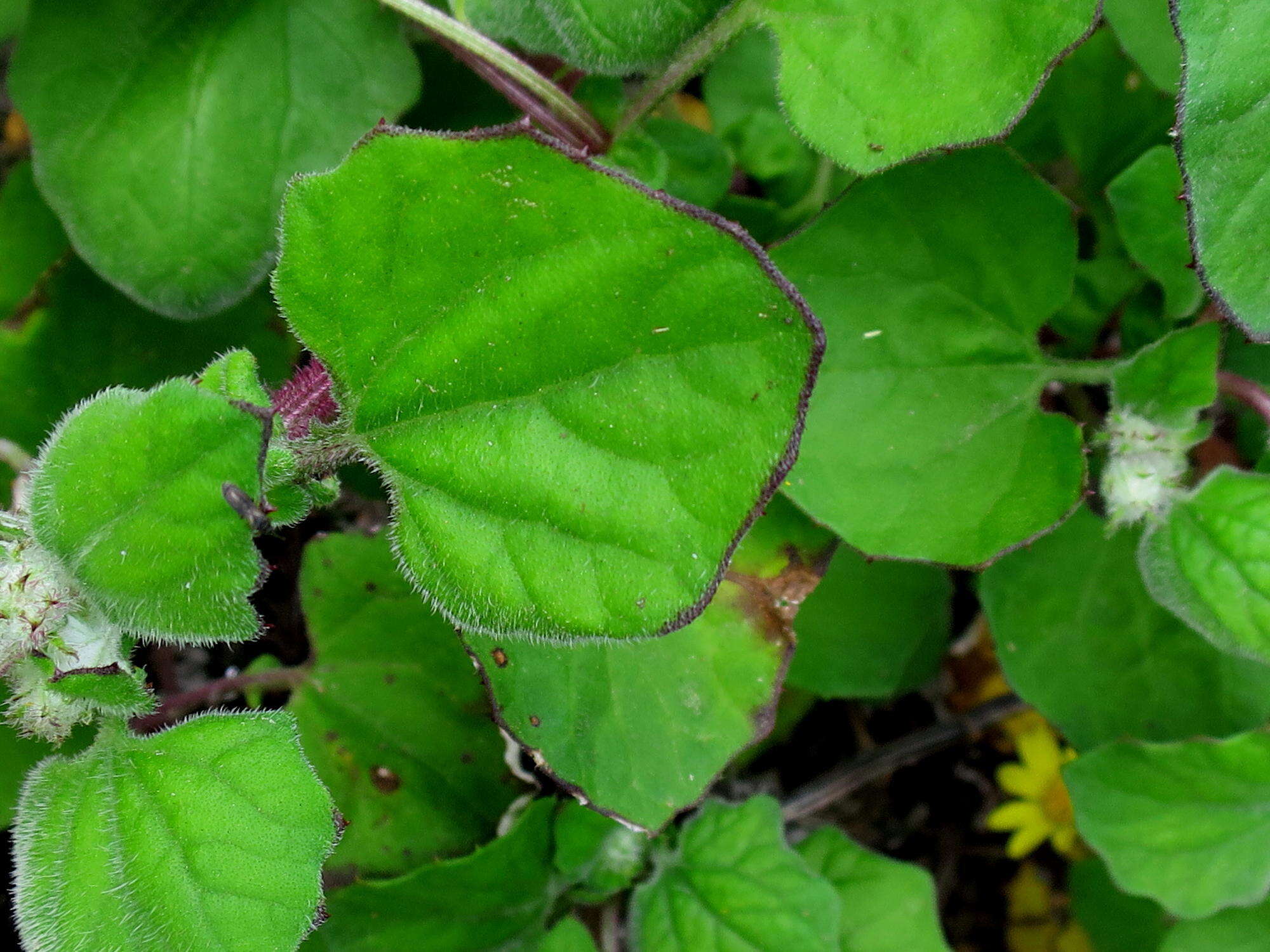 Image de Arctotis perfoliata (Less.) Beauv.