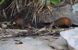 Image of Brazilian Agouti