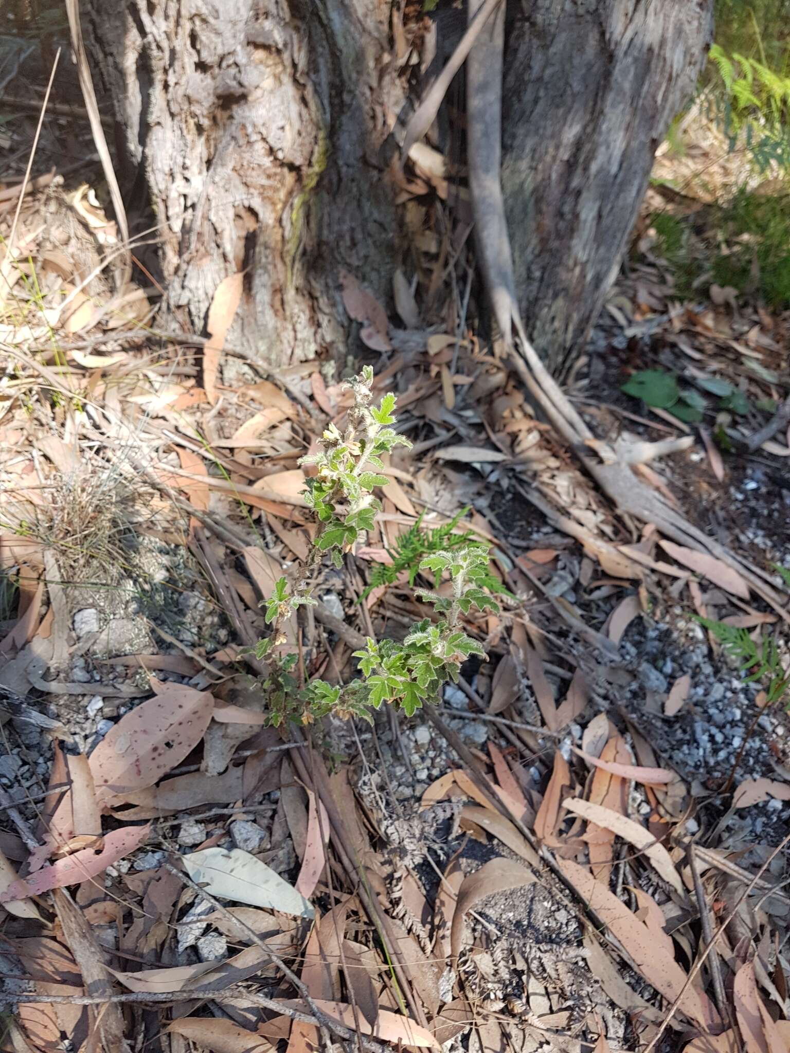 Image of Xanthosia pilosa Rudge