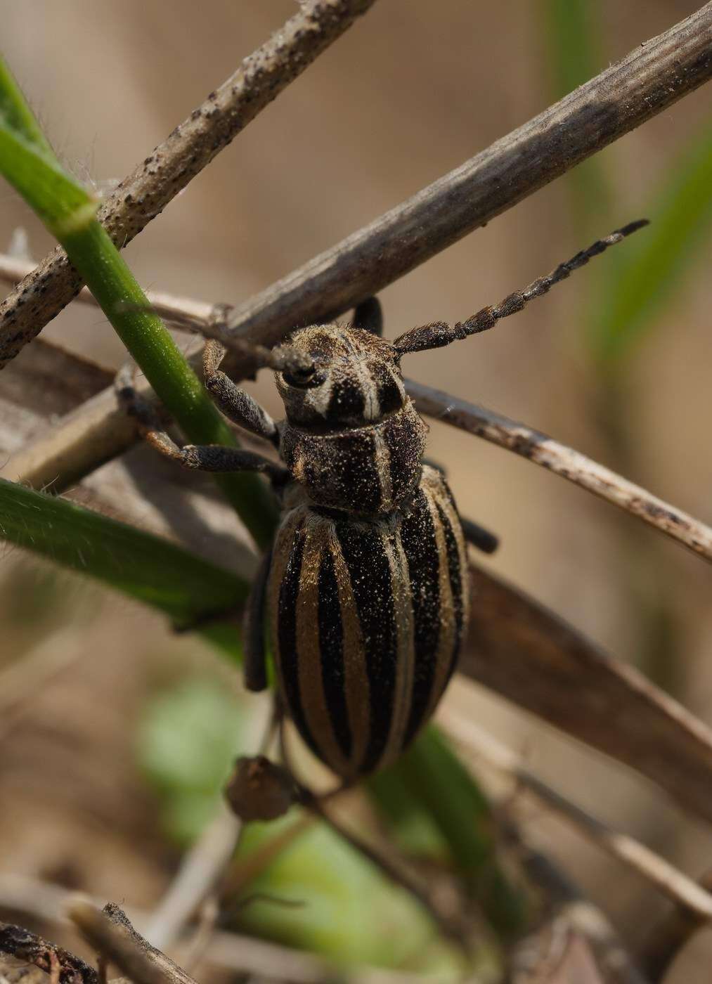 Image of Dorcadion (Cribridorcadion) scopolii (Herbst 1784)