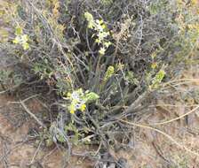 Image of Bulbine triebneri Dinter