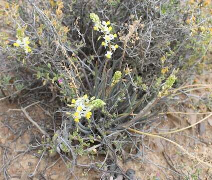 صورة Bulbine triebneri Dinter