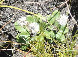 Image of Zyrphelis crenata (Thunb.) Kuntze