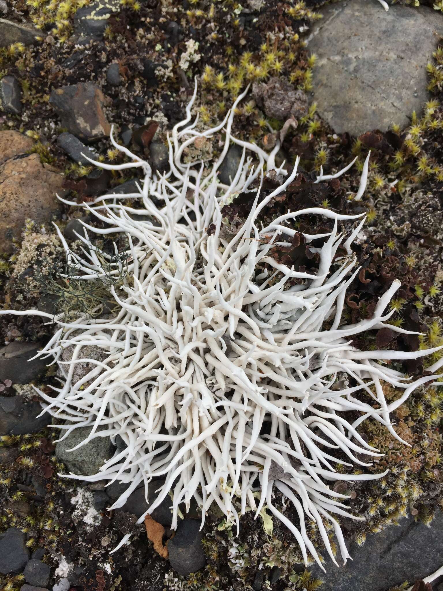 Image of Thamnolia vermicularis subsp. vermicularis