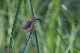 Image of Northern Brown-throated Weaver