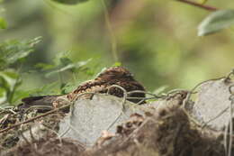 Image of Lyre-tailed Nightjar