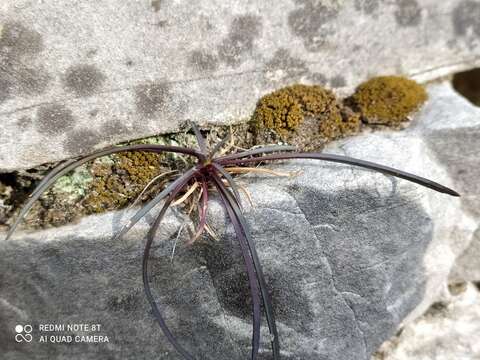 Image of Ophiopogon planiscapus Nakai