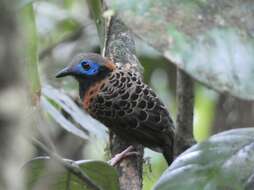 Image of Phaenostictus Ridgway 1909