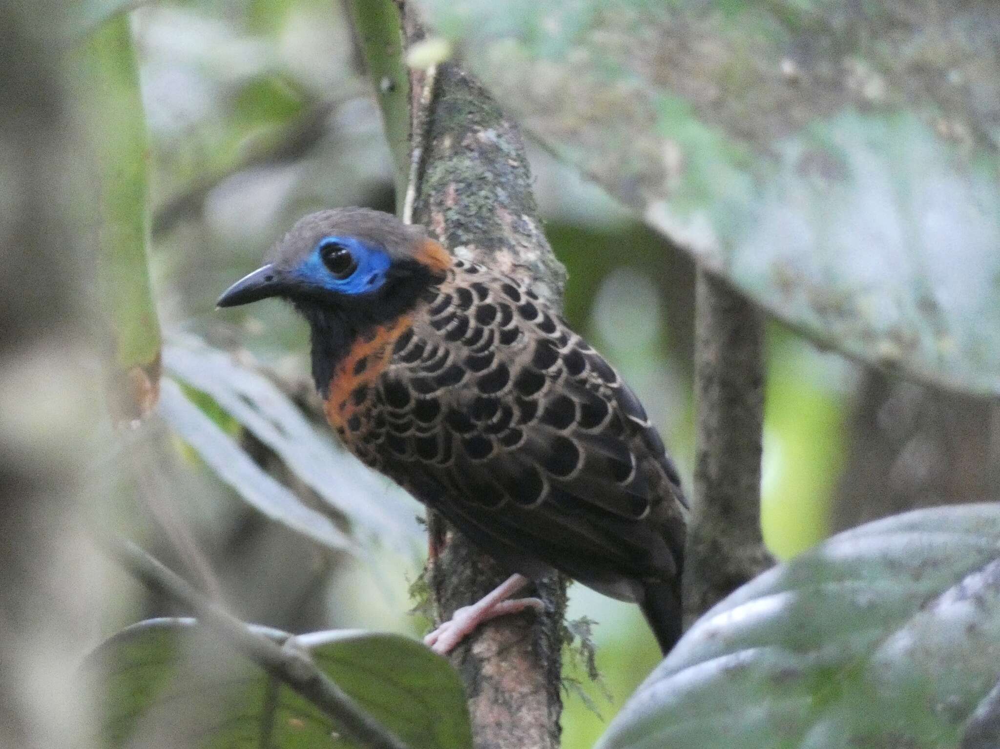 Image of Phaenostictus Ridgway 1909