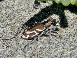 Image of Pacific Coast Tiger Beetle