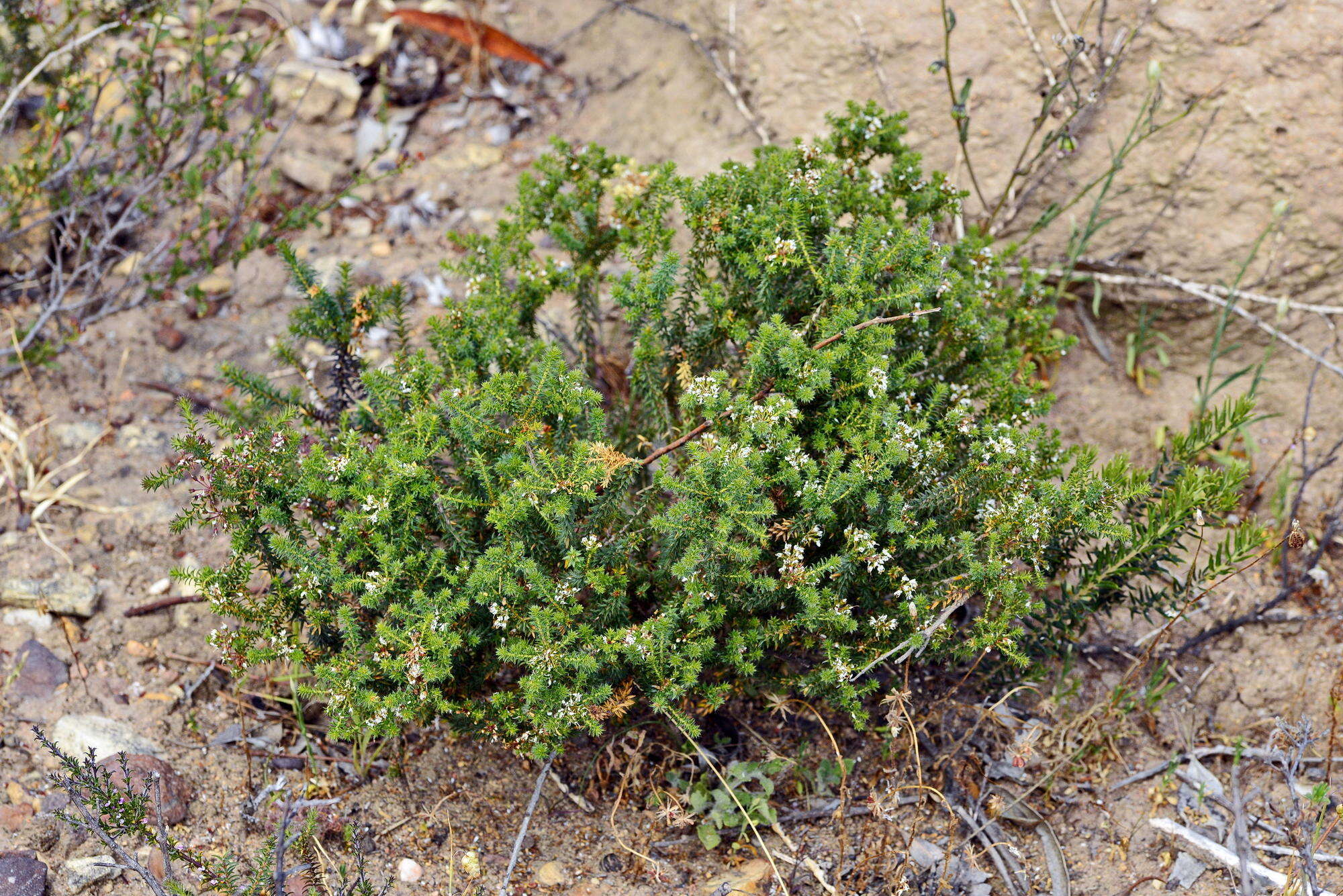 Image of Agathosma trichocarpa E. M. Holmes