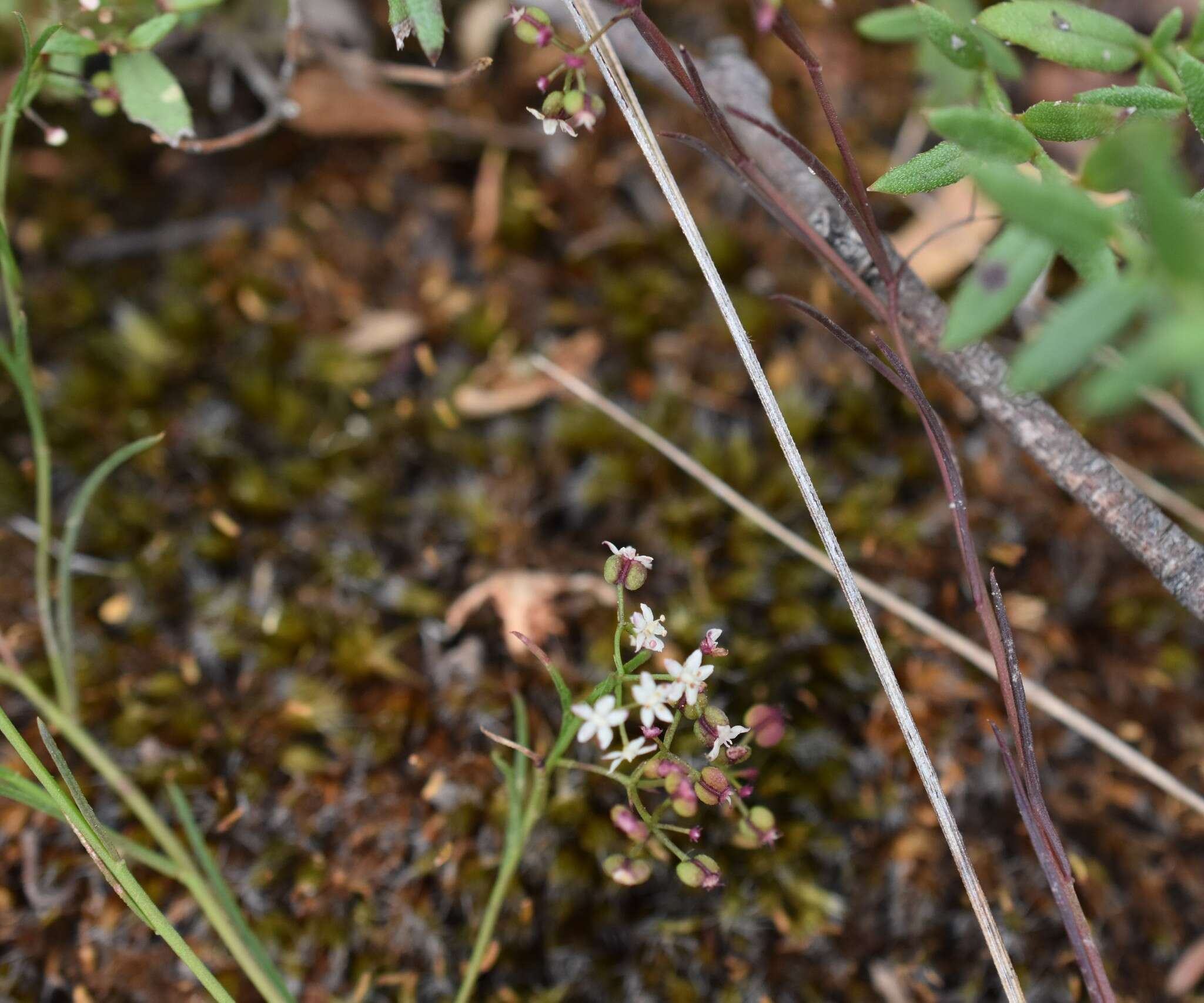 Image of Platysace heterophylla (Benth.) Norman