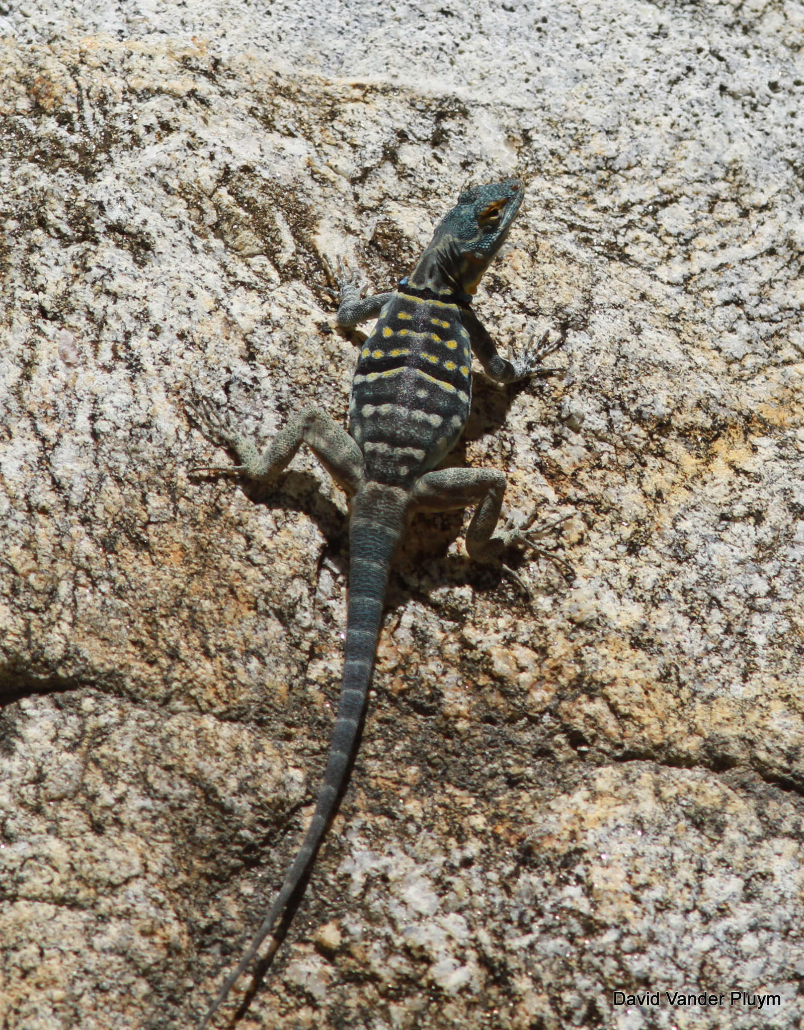 Image of Baja Blue Rock Lizard