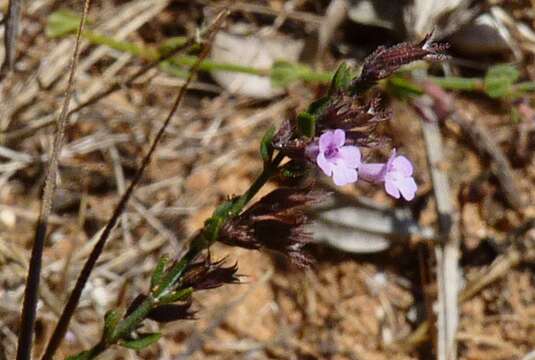 Micromeria filiformis (Aiton) Benth.的圖片