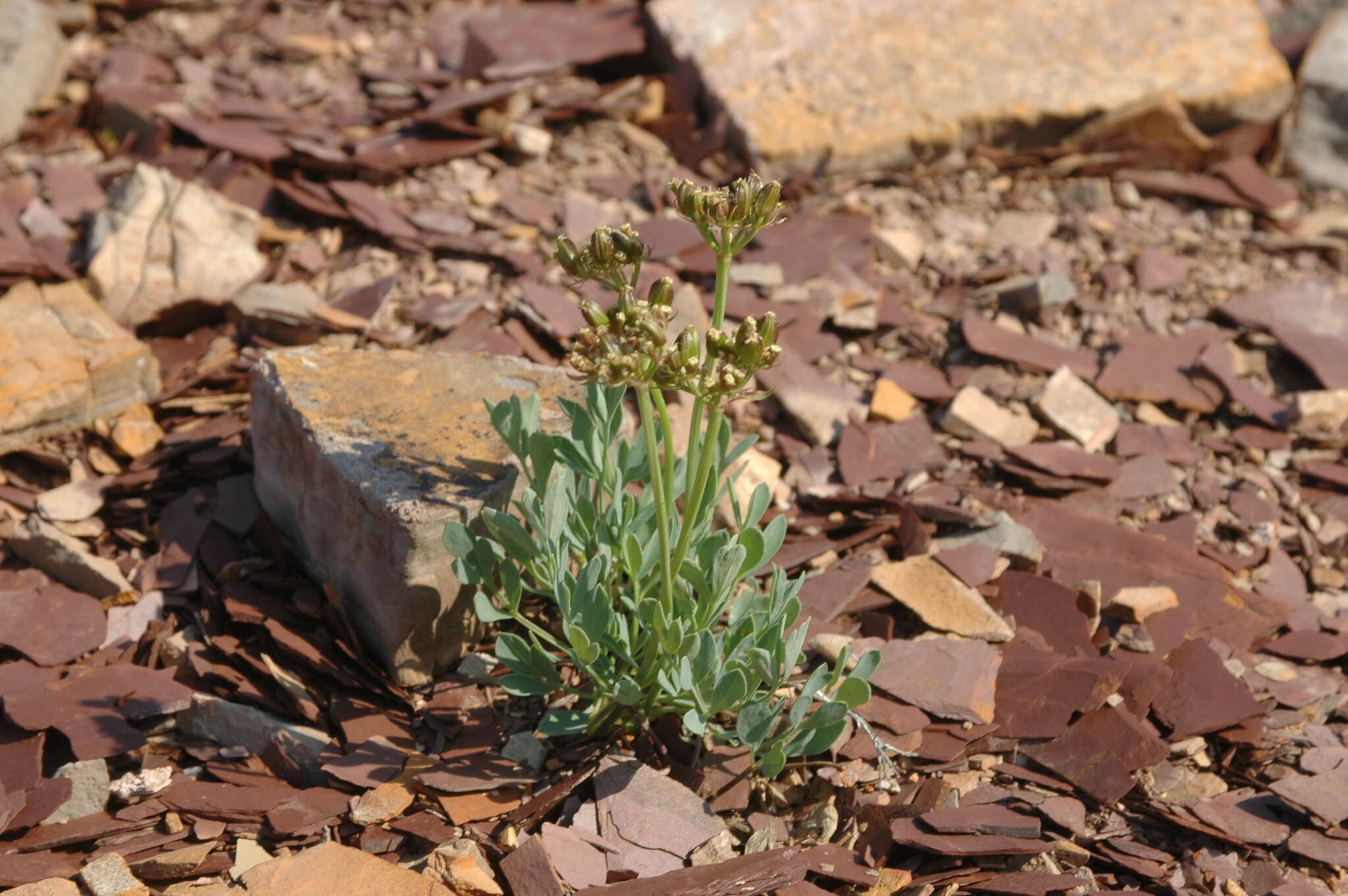 Image of Yukon podistera