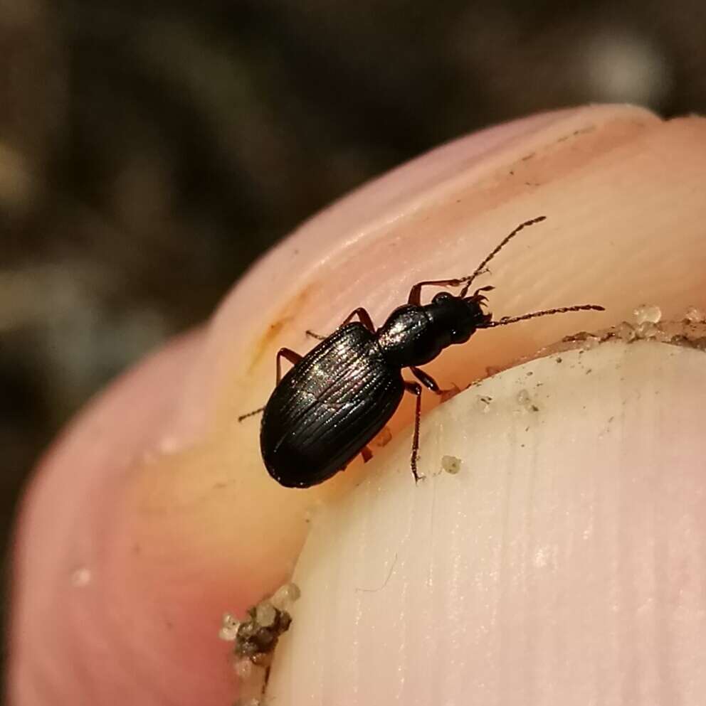 Bembidion (Princidium) punctulatum Drapiez 1820的圖片