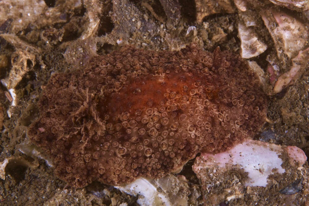 Image of Carminodoris nodulosa (Angas 1864)