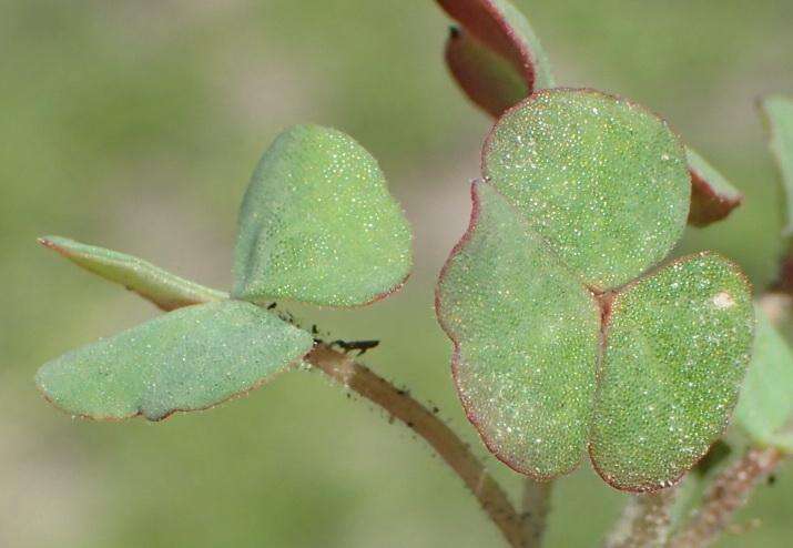 Imagem de Oxalis punctata L. fil.