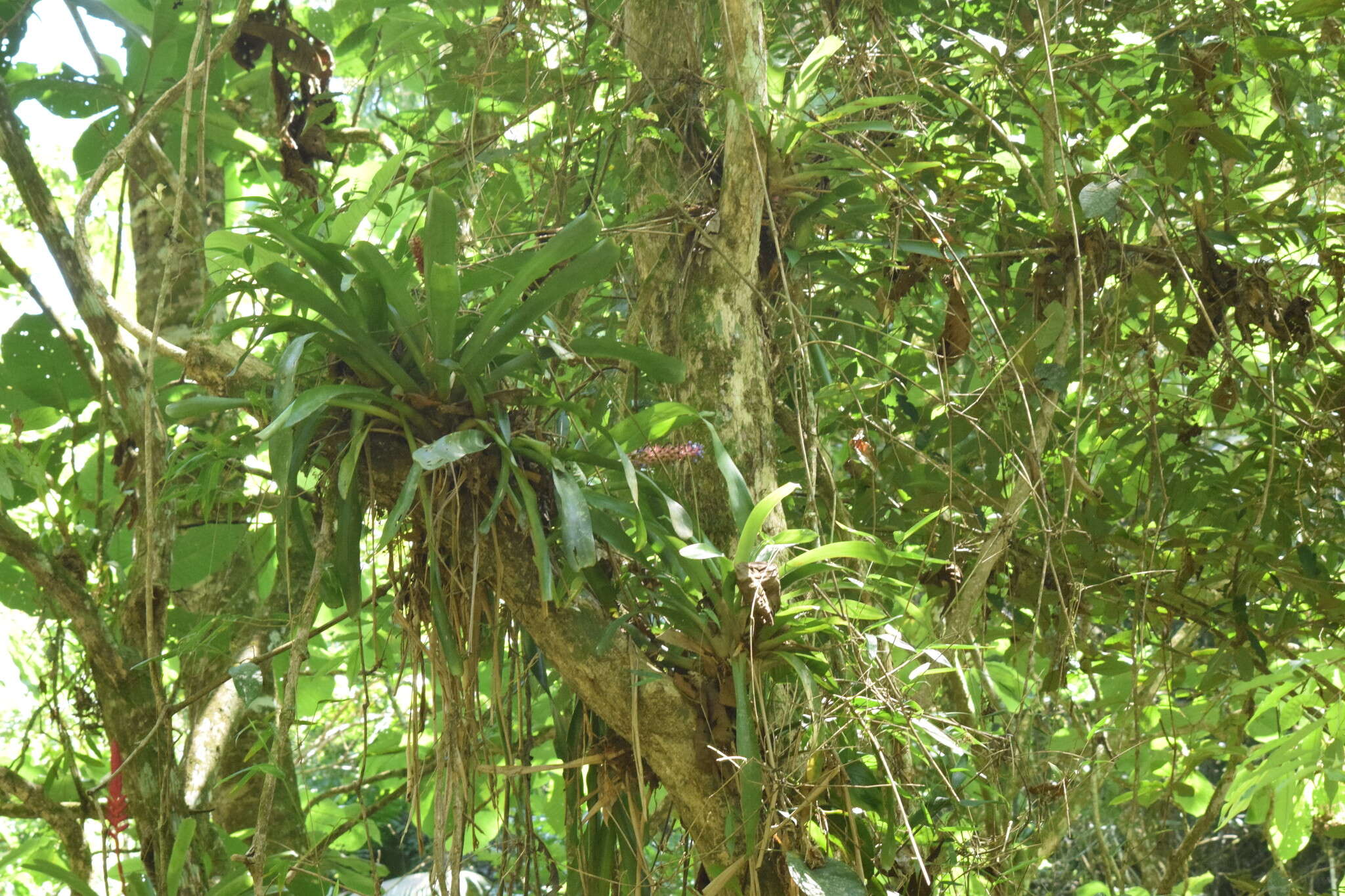 Image of Aechmea cylindrata Lindm.