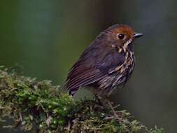 Image of Ochre-fronted Antpitta