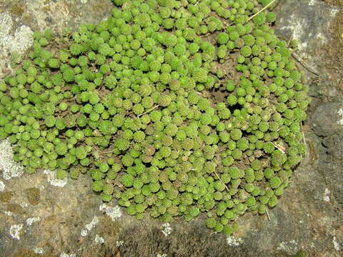 Image of Monanthes polyphylla Haw.