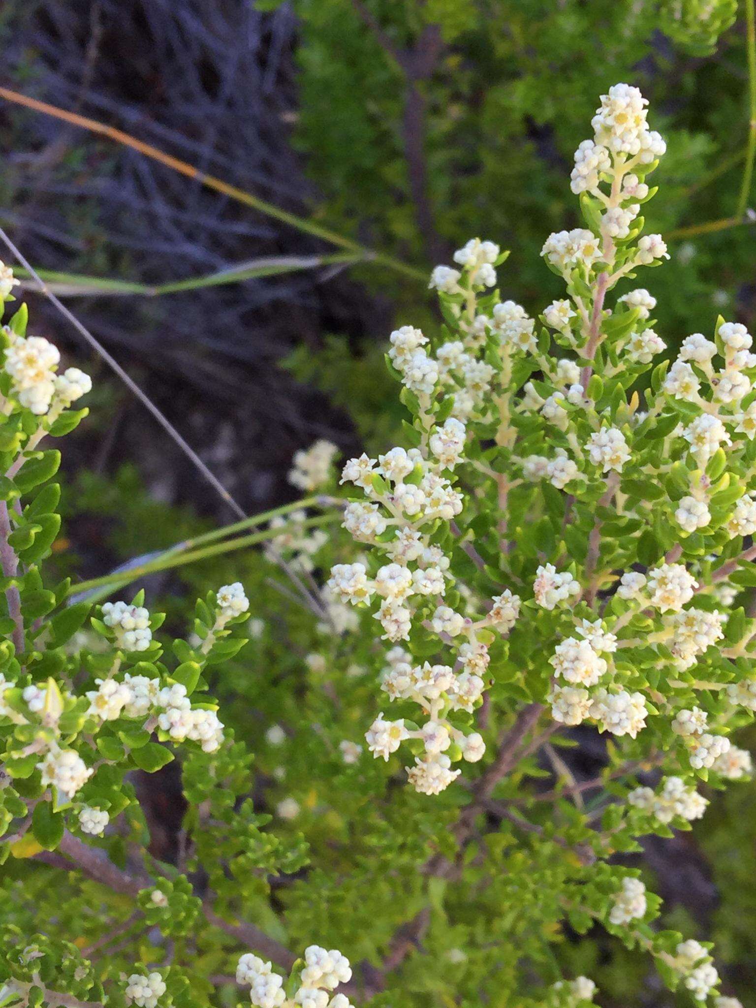 صورة Phylica paniculata Willd.