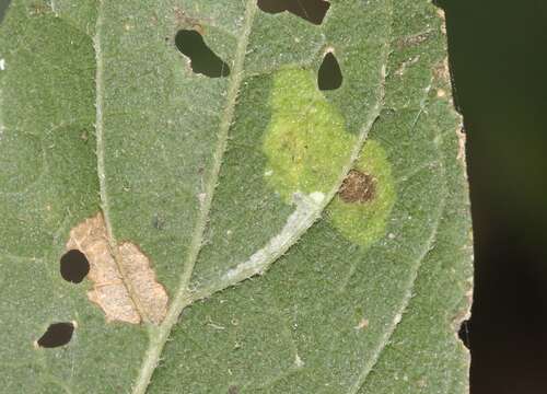 Image of Phyllonorycter celtisella (Chambers 1871)