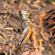 Image of Cascade Timberline Grasshopper