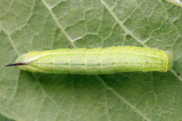 Image of broad-bordered bee hawk-moth