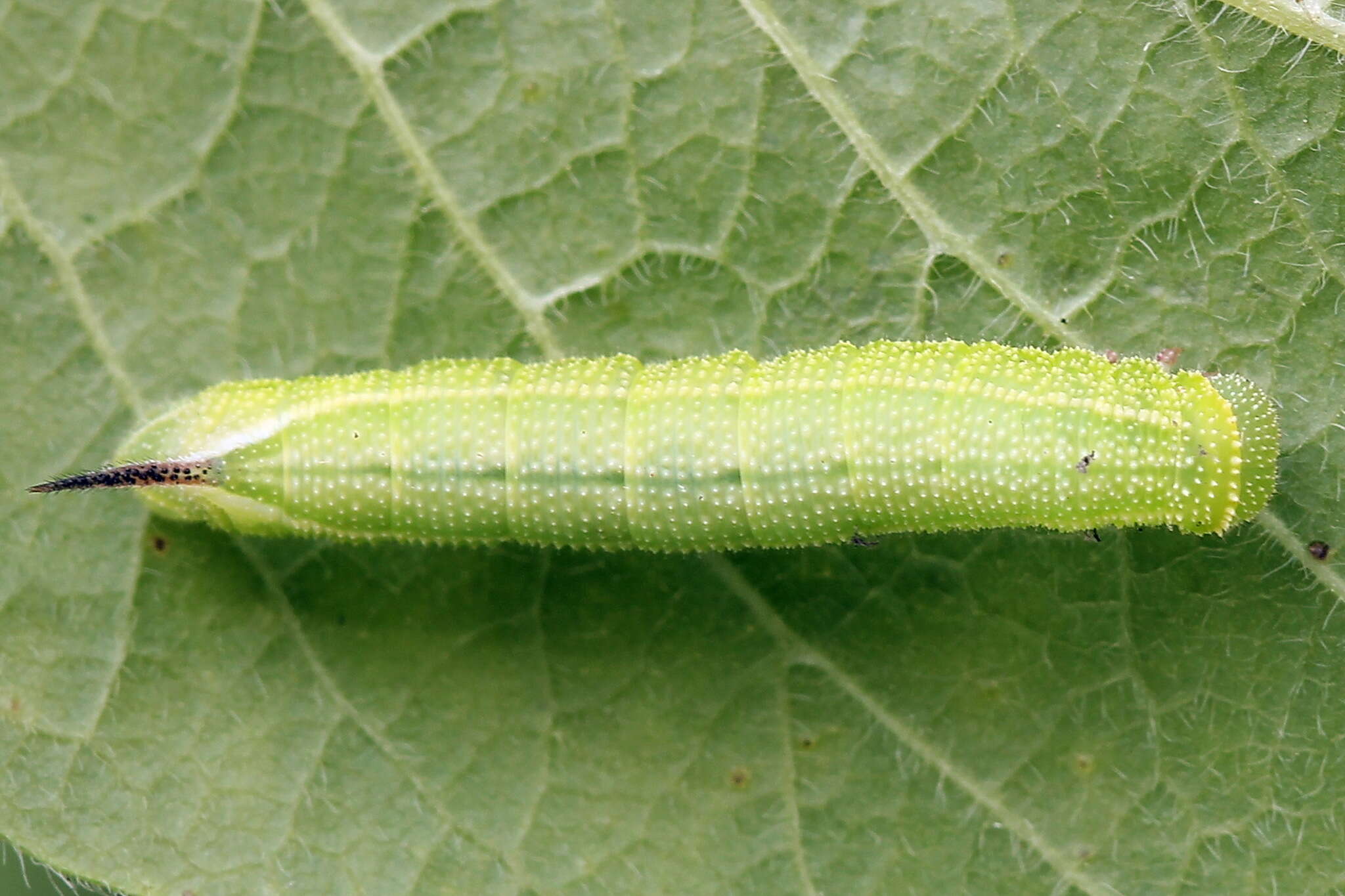 Image of broad-bordered bee hawk-moth