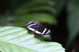 Image of Heliconius hewitsoni Staudinger 1875