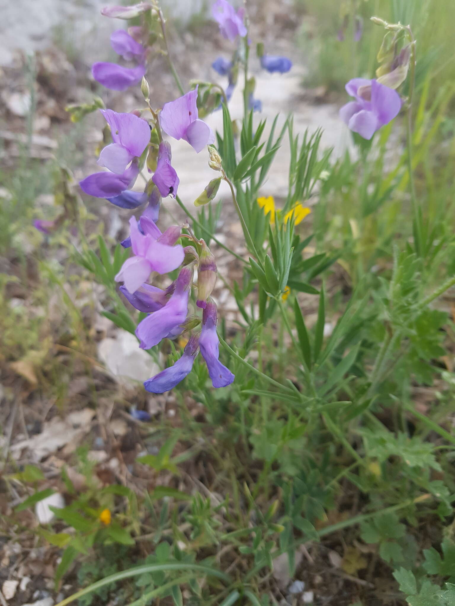 Image of Lathyrus filiformis (Lam.) Gay