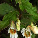 Impatiens wallichii Hook. fil. resmi