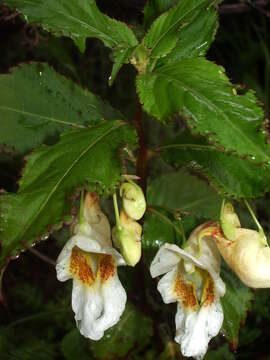 Impatiens wallichii Hook. fil. resmi