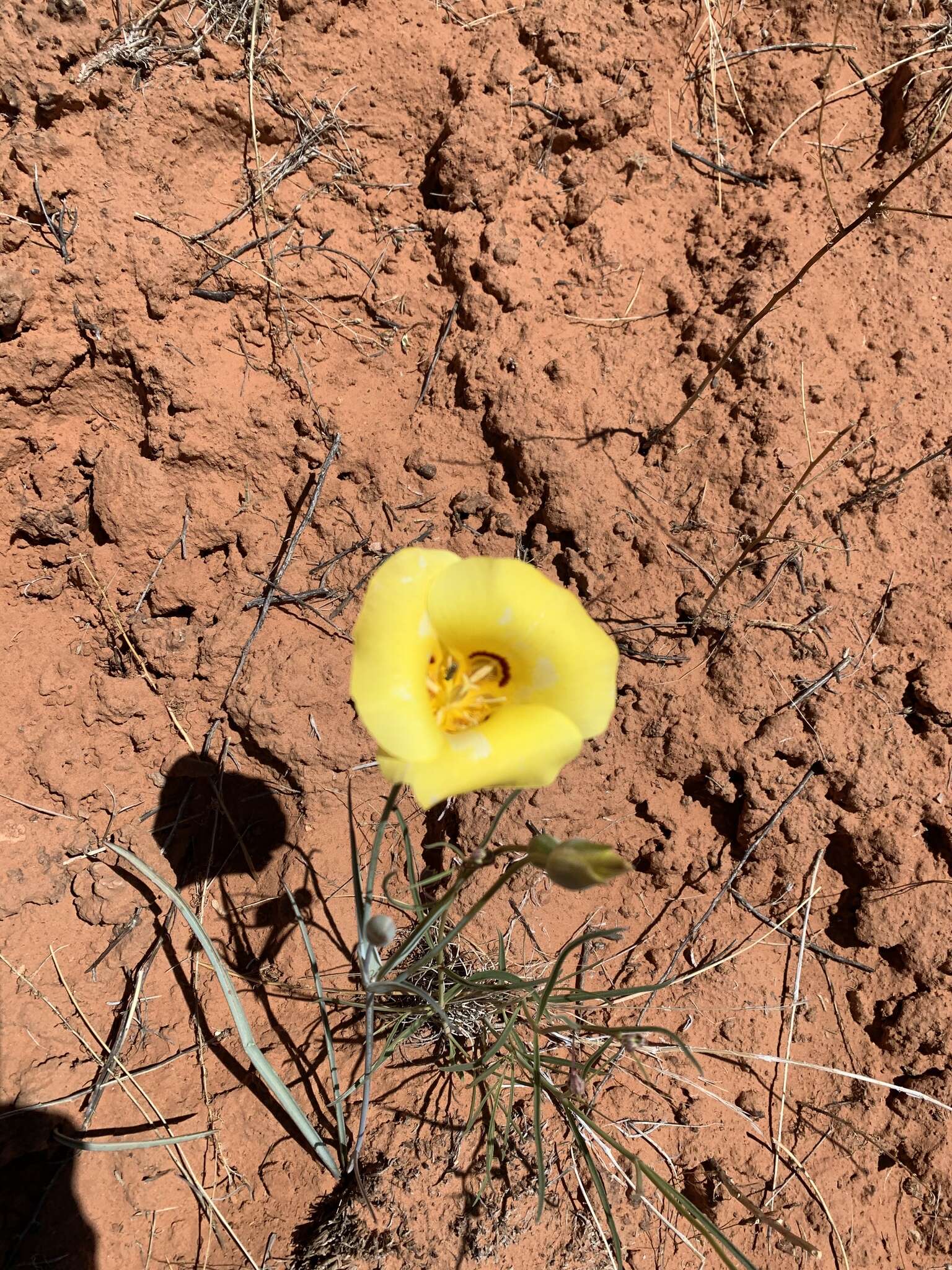 Calochortus aureus S. Watson resmi